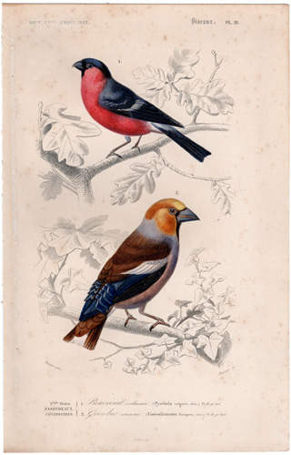 Bullfinch, Grosbeak